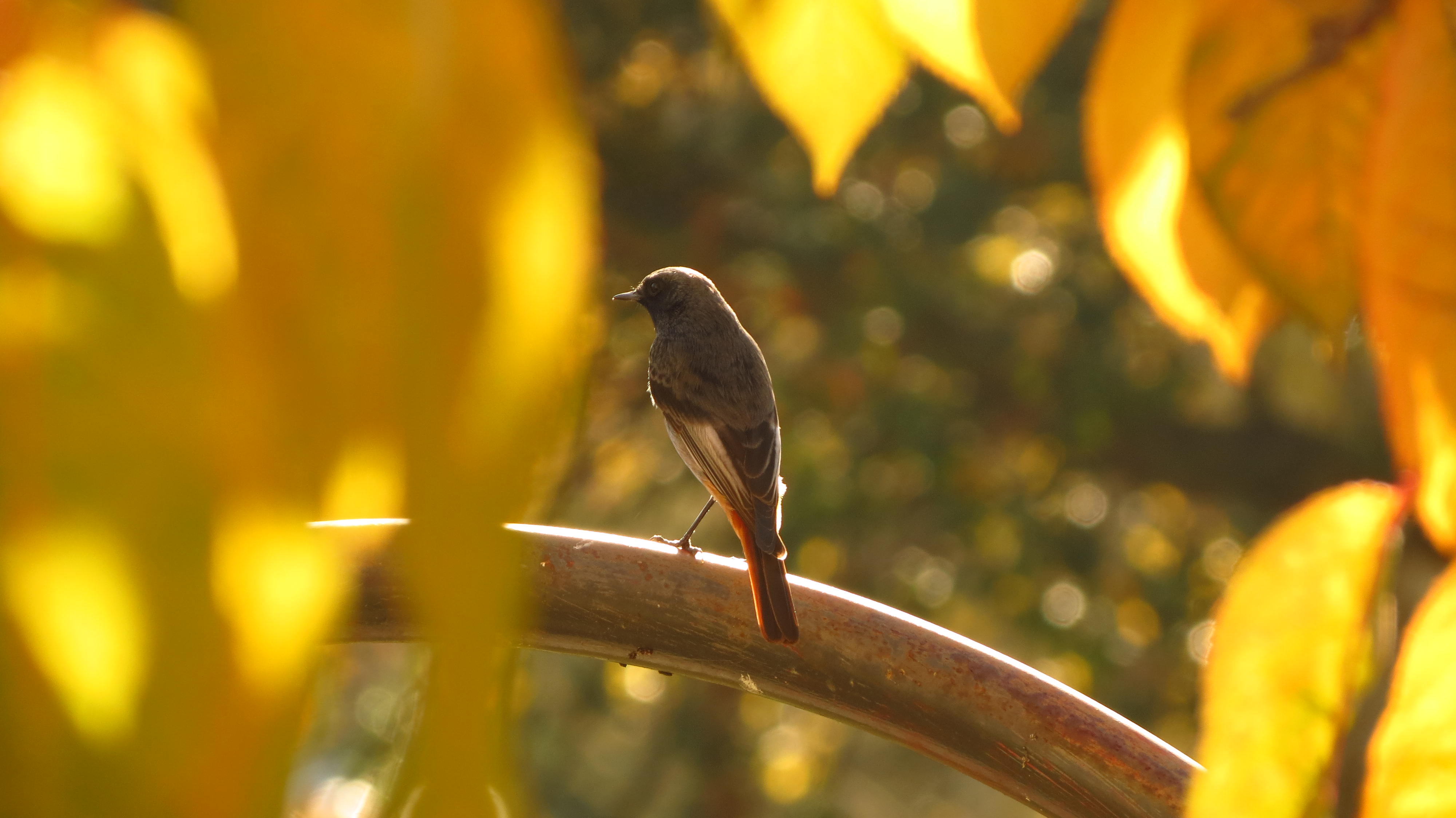 Pájaro observado tras las hojas